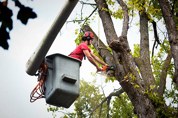 Best Tree Risk Assessment  in Val Verde, CA